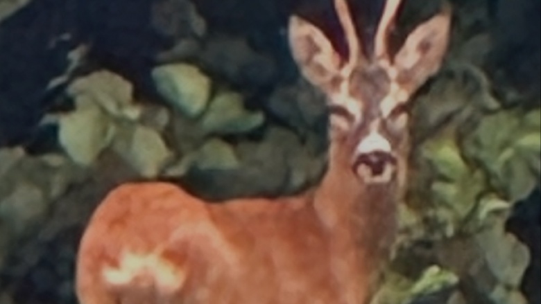 Rehbock beim Feuerwehrwäldchen.